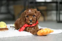 Bear, a male Cavapoo for sale in Dundee, OH – Photo 1 of 7