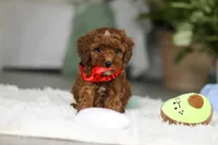 Bear, a male Cavapoo for sale in Dundee, OH – Photo 6 of 7