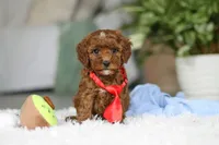 Bear, a male Cavapoo for sale in Dundee, OH – Photo 4 of 7