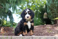 Teddy, a male Miniature Bernedoodle for sale in Dundee, OH – 7 of 8