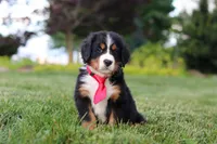Prince, a male Bernese Mountain Dog for sale in Dundee, OH – 4 of 8