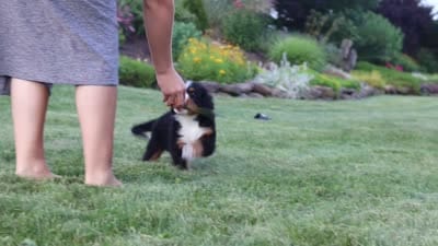 Prince, a male Bernese Mountain Dog for sale in Dundee, OH – 8 of 8
