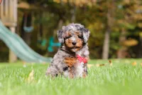 Kelce, a male Miniature Bernedoodle for sale in Dundee, OH – 2 of 10
