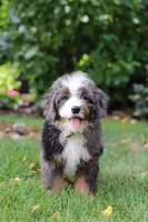 Whyatt, a male Miniature Bernedoodle for sale in Dundee, OH – 10 of 10
