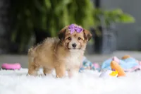 Bambi, a female Miniature Australian Shepherd and Havachon for sale in Dundee, OH – 3 of 7