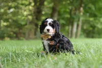 Charlie, a male Miniature Bernedoodle for sale in Dundee, OH – 6 of 8