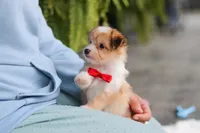Milo, a male Miniature Australian Shepherd and Havachon for sale in Dundee, OH – 8 of 10