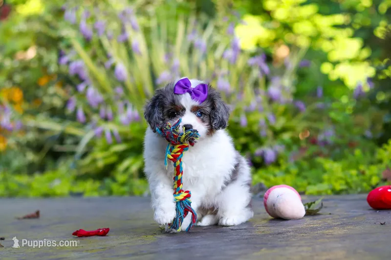 Katie – Cavapoo puppy for sale in Dundee, OH