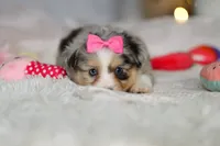 processed/8740080d-3976-4f8b-bc43-7e9c2d2c5623/listing/4248f236-098f-4506-bfbe-3974f1096418/065f4fe3-2cc2-4559-af76-a2550bd7065d