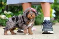 Kylie, a female Cavapoo for sale in Dundee, OH – 4 of 8