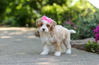 Haven, a female Cavapoo for sale in Dundee, OH – 7 of 10