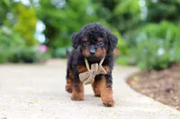 Ash, a male Cavapoo for sale in Dundee, OH – 4 of 5