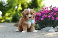 Mason, a male Cavapoo for sale in Dundee, OH – 3 of 7