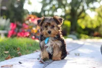 Winston, a male Yorkipoo for sale in Dundee, OH – 4 of 10