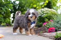 Bentley, a male Miniature Bernedoodle for sale in Dundee, OH – 6 of 10