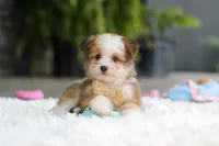 Scout, a male Miniature Australian Shepherd and Havachon for sale in Dundee, OH – 1 of 10