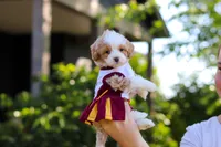 Haven, a female Cavapoo for sale in Dundee, OH – 5 of 10