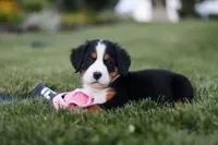 Juliette, a female Bernese Mountain Dog for sale in Dundee, OH – 7 of 10