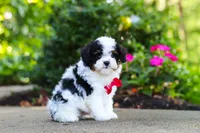 Leo, a male Cavapoo for sale in Dundee, OH – 6 of 10