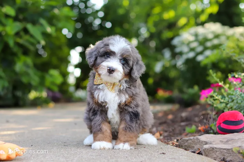 Bear – Miniature Bernedoodle puppy for sale in Dundee, OH