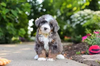 Bear, a male Miniature Bernedoodle for sale in Dundee, OH – 1 of 7