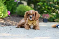 Mr. Bentley, a male Cavalier King Charles Spaniel for sale in Dundee, OH – 4 of 9