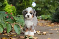 Paris, a female Miniature Bernedoodle for sale in Dundee, OH – 6 of 10