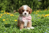 Bambi, a female Cavapoo for sale in Dundee, OH – Photo 2 of 10