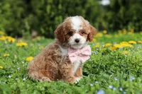 Bambi, a female Cavapoo for sale in Dundee, OH – Photo 10 of 10
