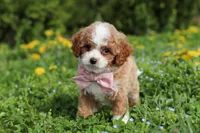 Bambi, a female Cavapoo for sale in Dundee, OH – Photo 5 of 10