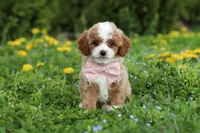 Bambi, a female Cavapoo for sale in Dundee, OH – Photo 6 of 10