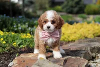 Bambi, a female Cavapoo for sale in Dundee, OH – Photo 8 of 10