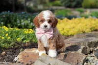Bambi, a female Cavapoo for sale in Dundee, OH – Photo 9 of 10