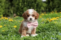 Bambi, a female Cavapoo for sale in Dundee, OH – Photo 4 of 10
