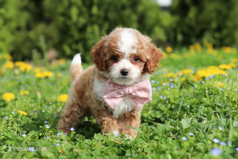 Bambi – Cavapoo puppy for sale in Dundee, OH