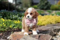 Bambi, a female Cavapoo for sale in Dundee, OH – Photo 7 of 10
