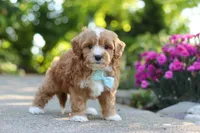 Mason, a male Cavapoo for sale in Dundee, OH – 7 of 7