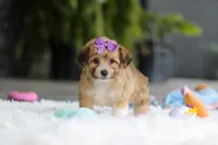 Bambi, a female Miniature Australian Shepherd and Havachon for sale in Dundee, OH – 2 of 7