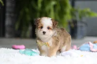 Scout, a male Miniature Australian Shepherd and Havachon for sale in Dundee, OH – 4 of 10