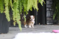 Scout, a male Miniature Australian Shepherd and Havachon for sale in Dundee, OH – 8 of 10