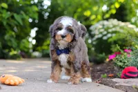 Bentley, a male Miniature Bernedoodle for sale in Dundee, OH – 4 of 10