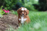Gracie, a female Cavapoo for sale in Dundee, OH – 8 of 9