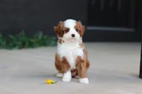 Angel, a male Cavapoo for sale in Dundee, OH – Photo 4 of 10