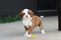 Angel, a male Cavapoo for sale in Dundee, OH – Photo 10 of 10
