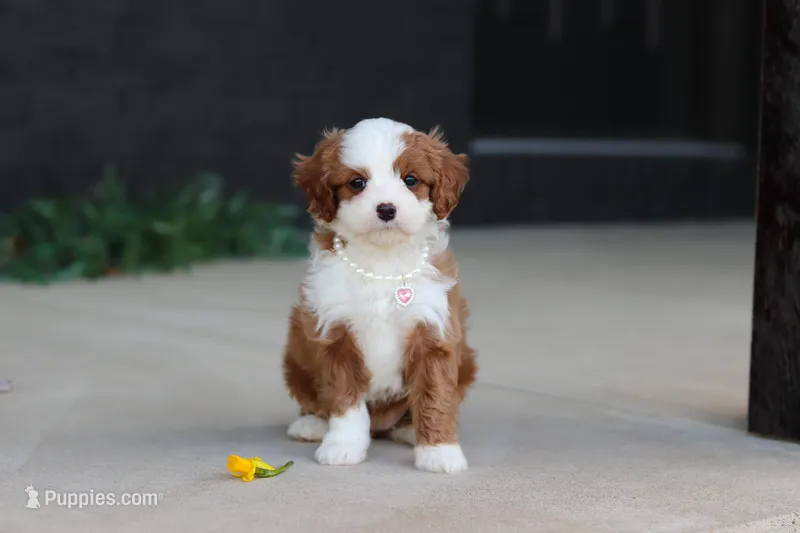 Angel – Cavapoo puppy for sale in Dundee, OH
