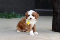 Angel, a male Cavapoo for sale in Dundee, OH – Photo 3 of 10