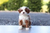 Angel, a male Cavapoo for sale in Dundee, OH – Photo 5 of 10