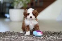 Angel, a male Cavapoo for sale in Dundee, OH – Photo 8 of 10