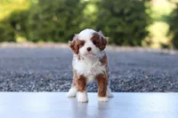Angel, a male Cavapoo for sale in Dundee, OH – Photo 7 of 10