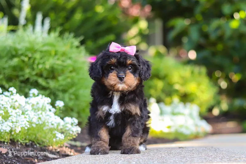 Millie – Cavapoo puppy for sale in Dundee, OH